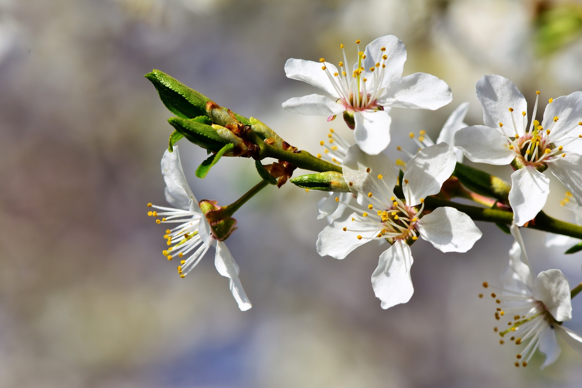 Flores de Ciruelo - The Plum Blossom as a symbol