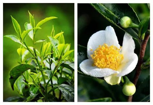Planta de te hoja y flor - History of Tea and its Culture (I): First Uses of Tea
